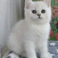 British Shorthair, Kedi  Çiko fotoğrafı