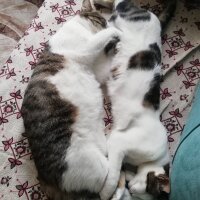 Tekir Kedi, Kedi  Neşeli fotoğrafı