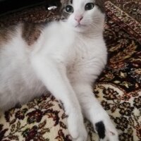 Tekir Kedi, Kedi  Uykucu fotoğrafı