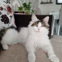 Norwegian Forest, Kedi  Pamuk fotoğrafı