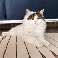 Norwegian Forest, Kedi  Pamuk fotoğrafı
