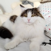 Norwegian Forest, Kedi  Pamuk fotoğrafı