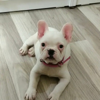 Fransız Bulldog, Köpek  Bella fotoğrafı