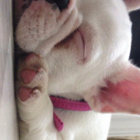Fransız Bulldog, Köpek  Bella fotoğrafı
