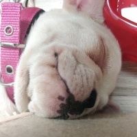 Fransız Bulldog, Köpek  Bella fotoğrafı