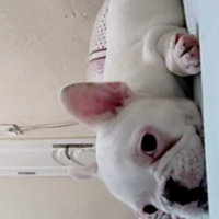 Fransız Bulldog, Köpek  Bella fotoğrafı