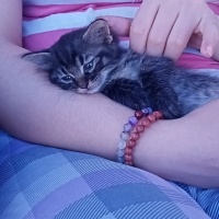 Tekir Kedi, Kedi  Paşa fotoğrafı