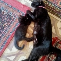 Tekir Kedi, Kedi  Paşa fotoğrafı