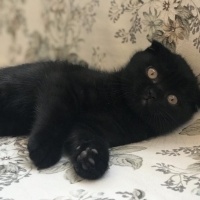 Scottish Fold, Kedi  Gecenin Prensesi fotoğrafı