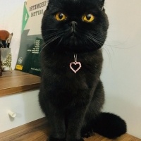 Scottish Fold, Kedi  Gecenin Prensesi fotoğrafı