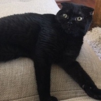 Scottish Fold, Kedi  Gecenin Prensesi fotoğrafı