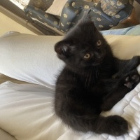 Scottish Fold, Kedi  Gecenin Prensesi fotoğrafı
