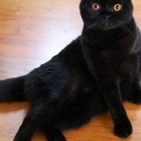 Scottish Fold, Kedi  Gecenin Prensesi fotoğrafı