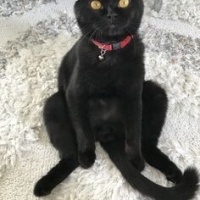 Scottish Fold, Kedi  Gecenin Prensesi fotoğrafı