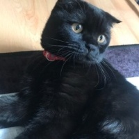 Scottish Fold, Kedi  Gecenin Prensesi fotoğrafı