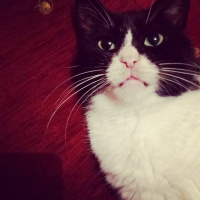  Kedi  Patik fotoğrafı