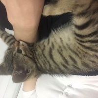 Tekir Kedi, Kedi  Paşam fotoğrafı