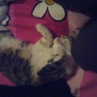 Tekir Kedi, Kedi  Kahve fotoğrafı