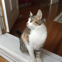 Tekir Kedi, Kedi  Kahve fotoğrafı