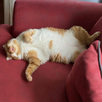 Sarman, Kedi  Mia fotoğrafı