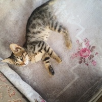Tekir Kedi, Kedi  Tekirler fotoğrafı