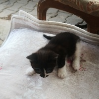Tekir Kedi, Kedi  Tekirler fotoğrafı
