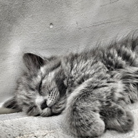 Scottish Fold, Kedi  Liya fotoğrafı