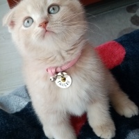 Scottish Fold, Kedi  Tarçın fotoğrafı
