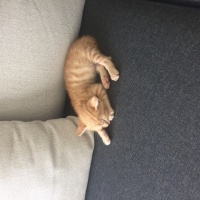 Tekir Kedi, Kedi  Tosbik fotoğrafı