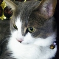 Tekir Kedi, Kedi  Tekir fotoğrafı