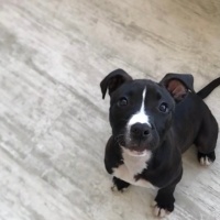 Amerikan Pitbull Terrier, Köpek  Medusa fotoğrafı
