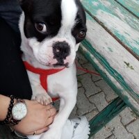 Fransız Bulldog, Köpek  Toplu Bey ve Lili Hanım fotoğrafı