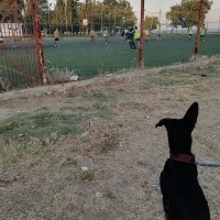 Alman Çoban Köpeği, Köpek  mex fotoğrafı