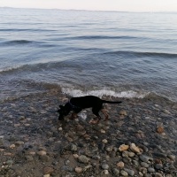 Alman Çoban Köpeği, Köpek  mex fotoğrafı