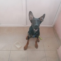 Alman Çoban Köpeği, Köpek  mex fotoğrafı