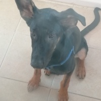 Alman Çoban Köpeği, Köpek  mex fotoğrafı