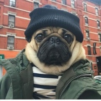 Pug, Köpek  Fox fotoğrafı