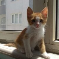 Sarman, Kedi  Efe fotoğrafı