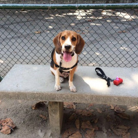 Beagle, Köpek  chico fotoğrafı