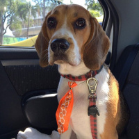 Beagle, Köpek  chico fotoğrafı