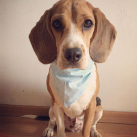 Beagle, Köpek  chico fotoğrafı