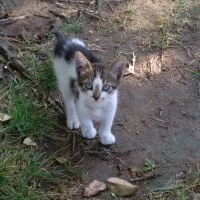 Tekir Kedi, Kedi  Koala fotoğrafı