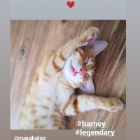 Sarman, Kedi  Barney fotoğrafı