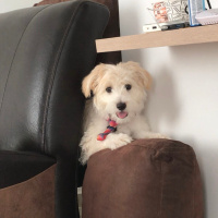 Maltese, Köpek  cookie Babacan fotoğrafı
