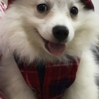 Pomeranyalı, Köpek  Casper fotoğrafı