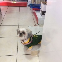 Shih Tzu, Köpek  MASAL fotoğrafı