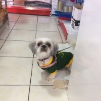 Shih Tzu, Köpek  MASAL fotoğrafı