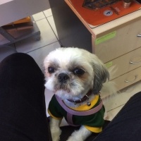 Shih Tzu, Köpek  MASAL fotoğrafı