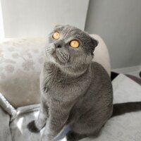 Scottish Fold, Kedi  Herkül fotoğrafı