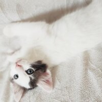 Scottish Fold, Kedi  Herkül fotoğrafı